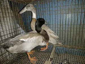 Indian Runner Ducks Mature Males and Females - Pair