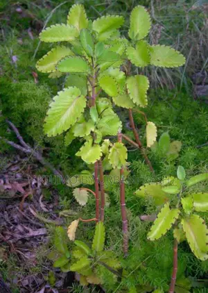 Leaf of Life ( Miracle Leaf ) Seedling