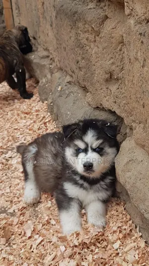 1-3 months Female Purebred Siberian Husky