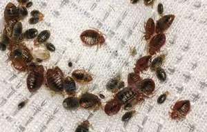Bedbugs Cockroach Exterminator