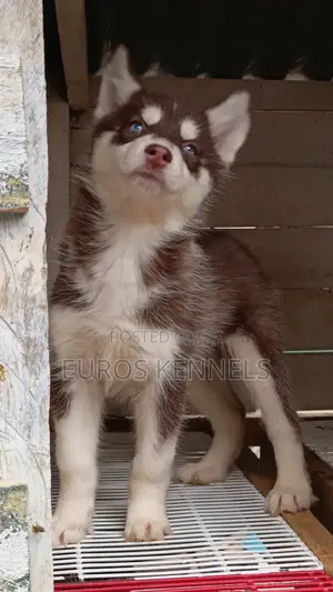 1-3 months Female Purebred Siberian Husky