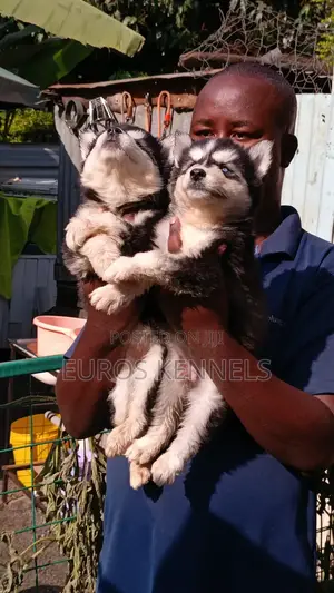 1-3 months Male Purebred Siberian Husky