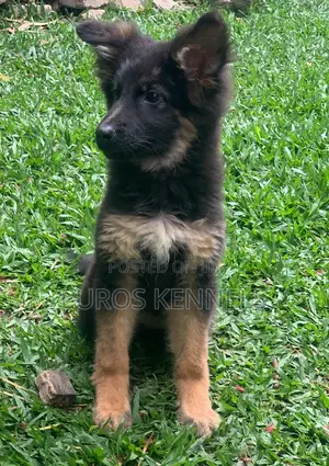 1-3 months Male Purebred German Shepherd