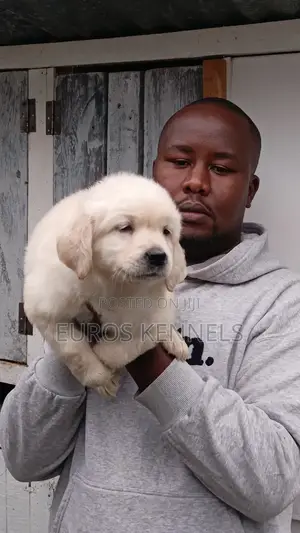 1-3 months Male Purebred Golden Retriever