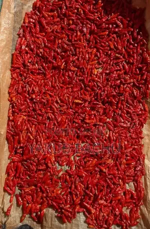 High Yielding African Birds Eye Seeds