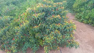 High Yielding African Birds Eye Seeds