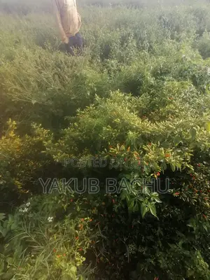 High Yielding African Birds Eye Seeds