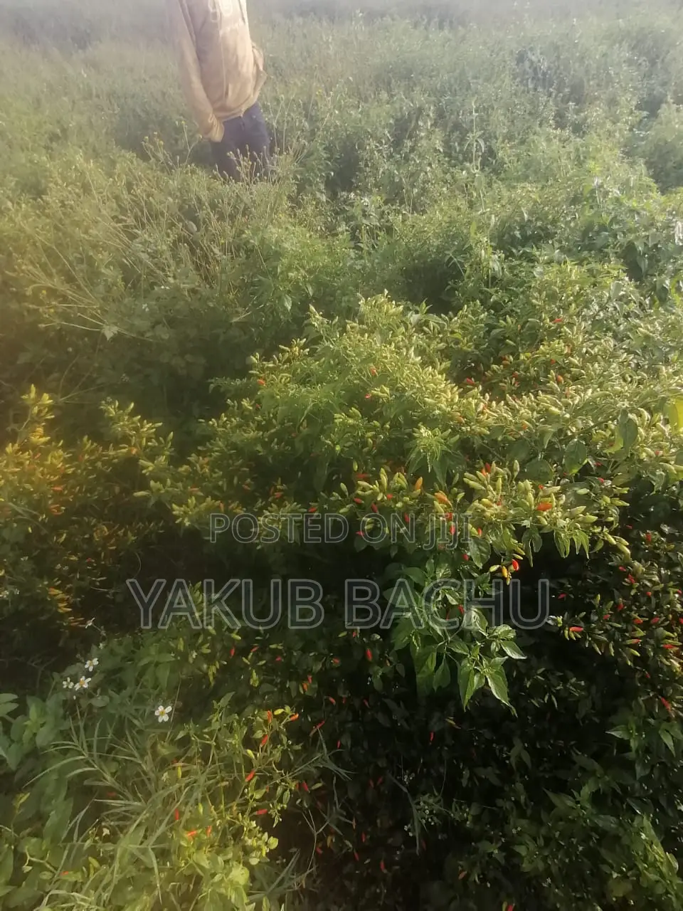 High Yielding African Birds Eye Seeds
