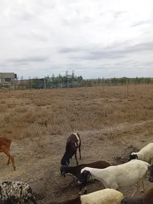 0.25 Acre Piece of Land in Kisaju
