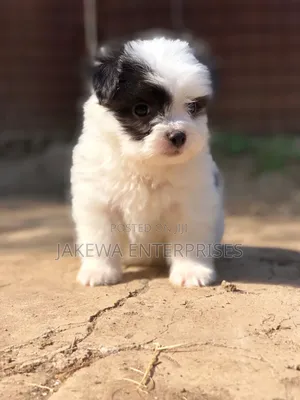 1-3 months Male Purebred Havanese