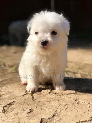 1-3 months Female Purebred Havanese