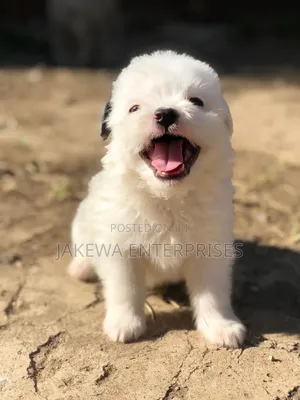 1-3 months Male Purebred Havanese