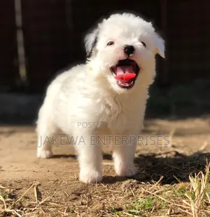 1-3 months Female Purebred Havanese