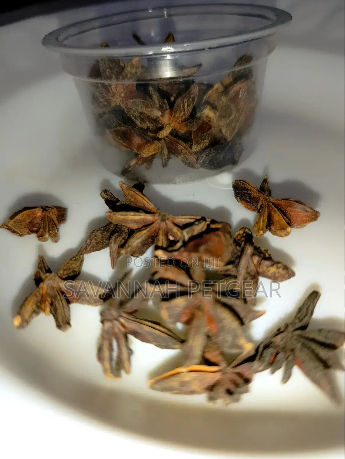 Star Aniseed Premium Grade