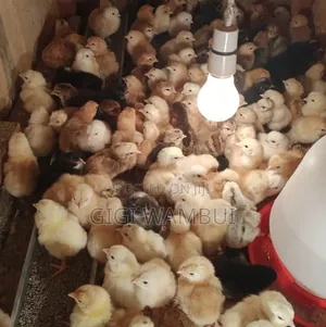 1 Day Old Sasso Chicks Each at KSHS 100