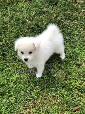 1-3 months Male Purebred Maltese
