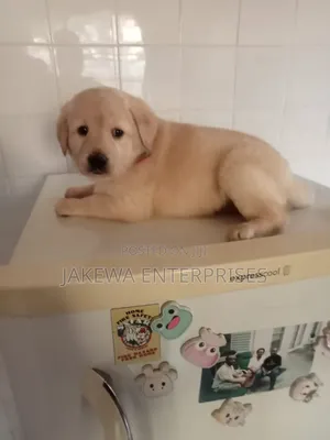 1-3 months Male Purebred Labrador Retriever