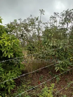 50 By100 Plots on Sale at Kenol-Riandegwa Area