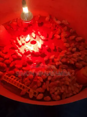 Improved Kienyeji Chicks