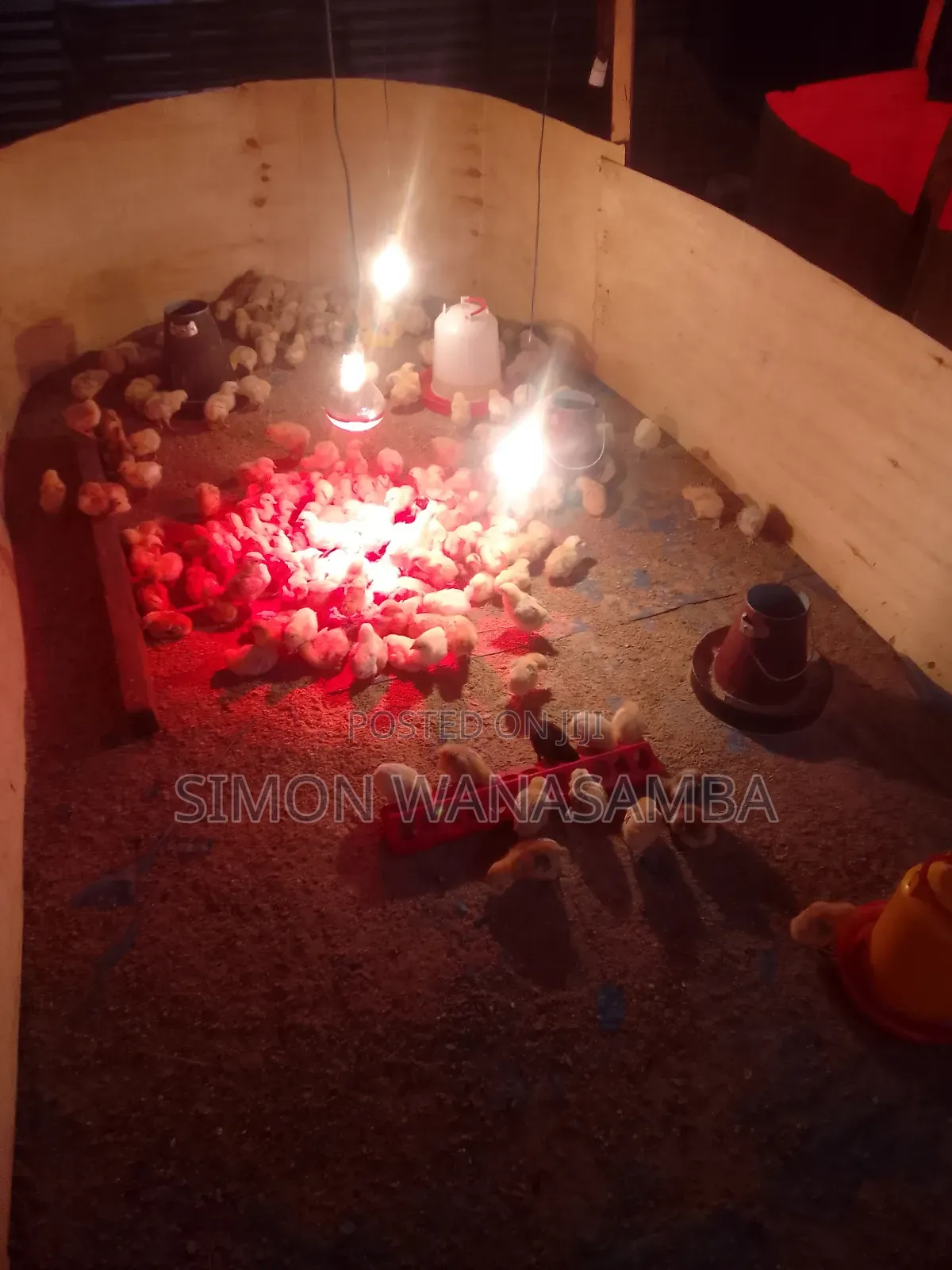 Improved Kienyeji Chicks