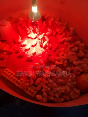 Improved Kienyeji Chicks
