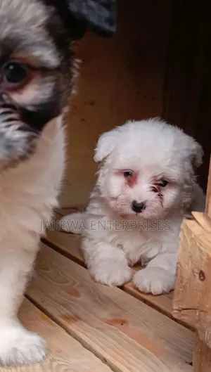 1-3 months Male Purebred Havanese