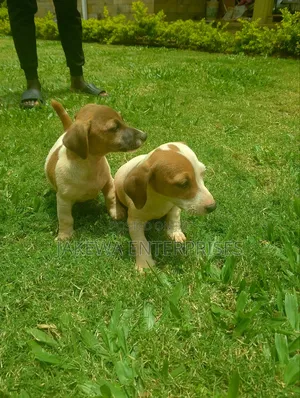 1-3 months Male Purebred Jack Russell Terrier