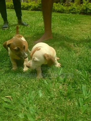 1-3 months Female Purebred Jack Russell Terrier