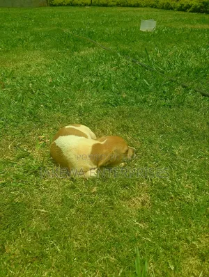 1-3 months Male Purebred Jack Russell Terrier