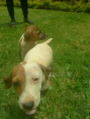 1-3 months Male Purebred Jack Russell Terrier