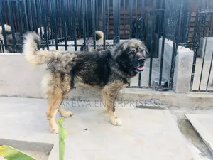 1+ year Male Purebred Caucasian Shepherd