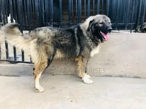1+ year Male Purebred Caucasian Shepherd
