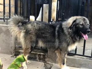 1+ year Male Purebred Caucasian Shepherd