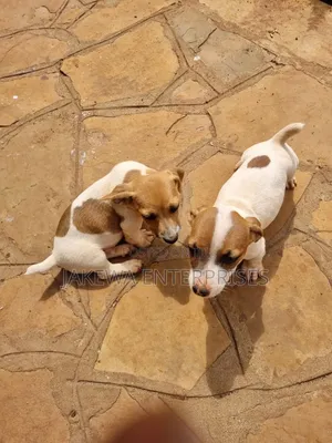 1-3 months Female Purebred Jack Russell Terrier