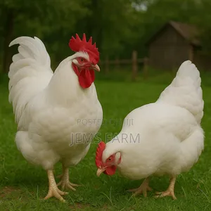 Fertilised White Orpington Eggs