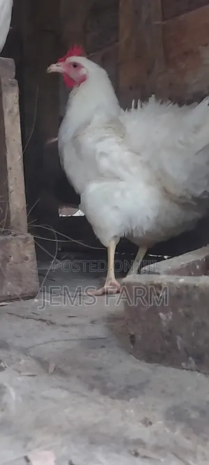 Fertilised White Orpington Eggs