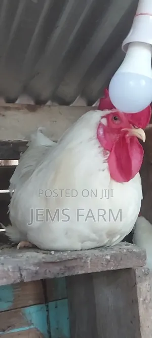 Fertilised White Orpington Eggs