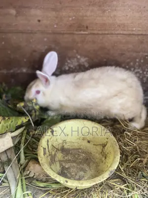 Bunny Rabbits