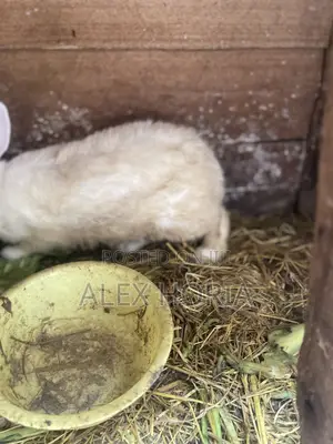 Bunny Rabbits