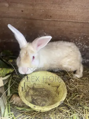 Bunny Rabbits
