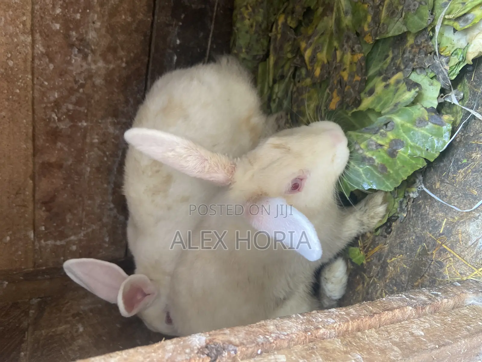 Bunny Rabbits