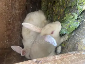 Bunny Rabbits