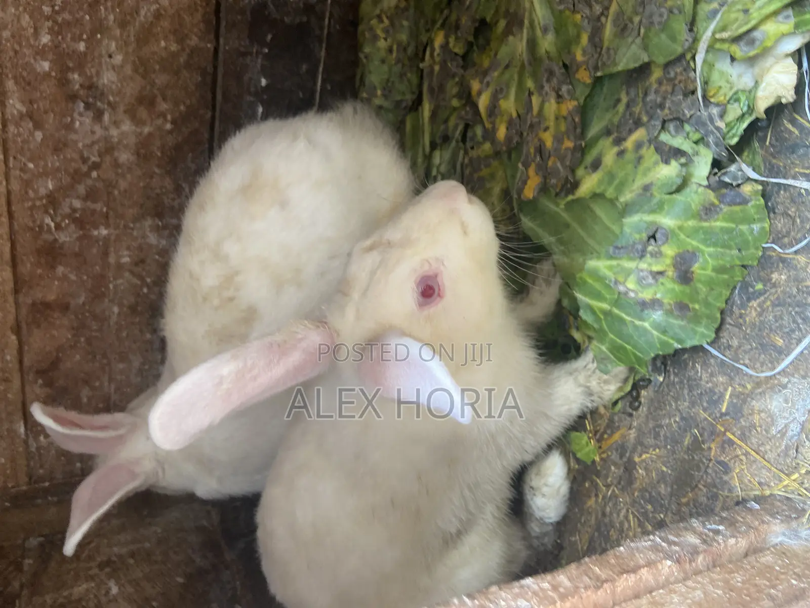 Bunny Rabbits