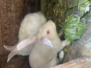 Bunny Rabbits