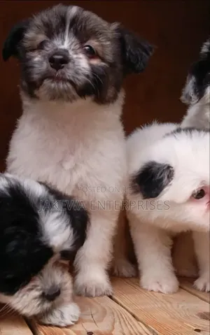 1-3 months Male Purebred Havanese