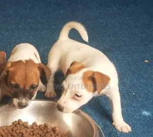 1-3 months Female Purebred Jack Russell Terrier