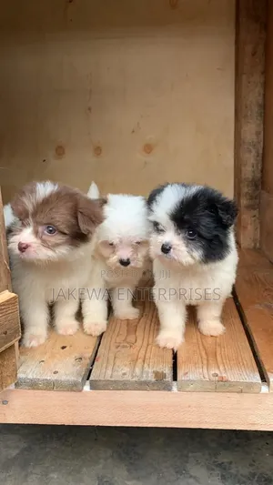 1-3 months Female Purebred Havanese