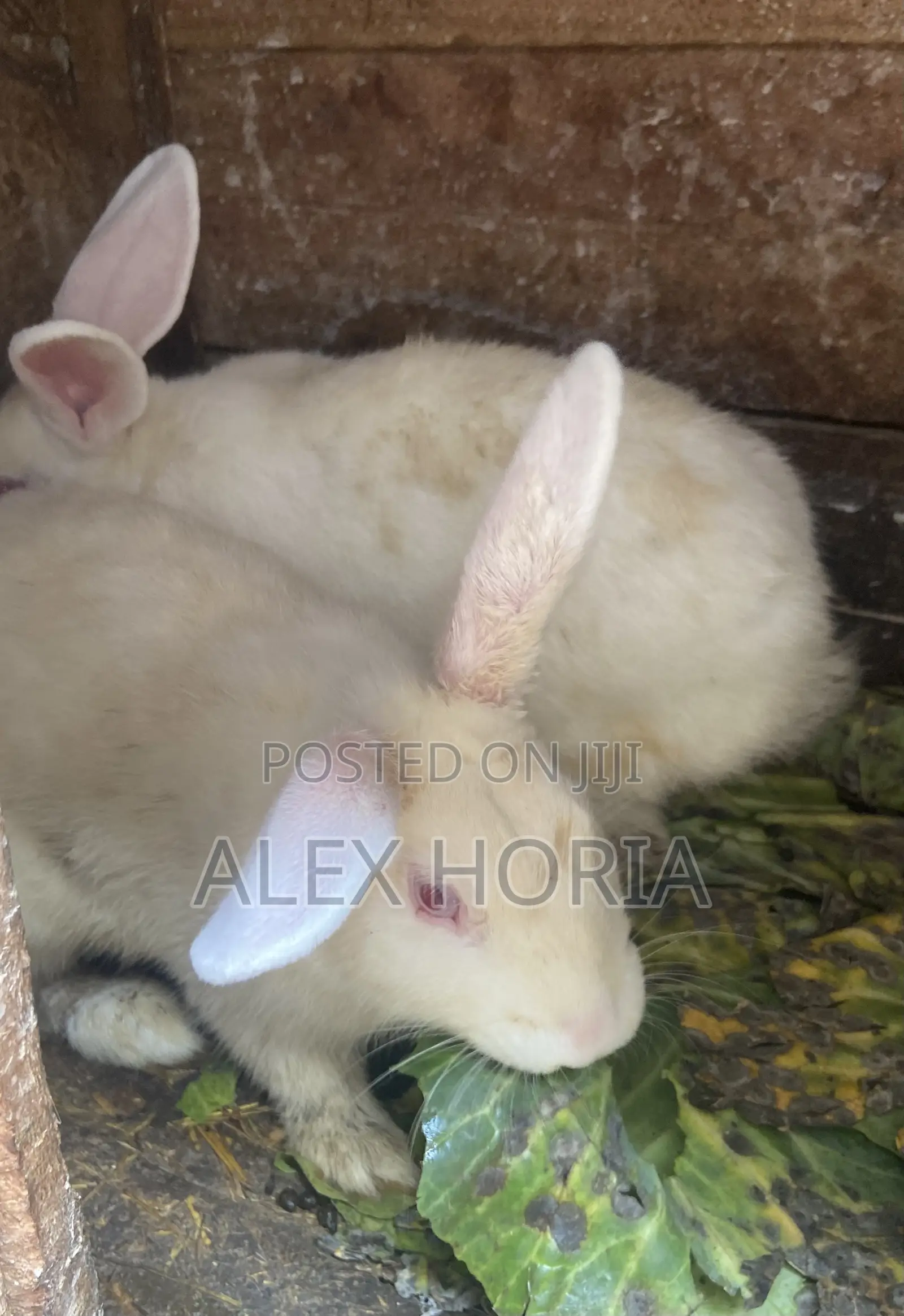 Rabbits Mixed Race