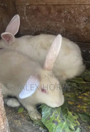 Rabbits Mixed Race