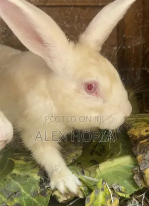 Rabbits Mixed Race